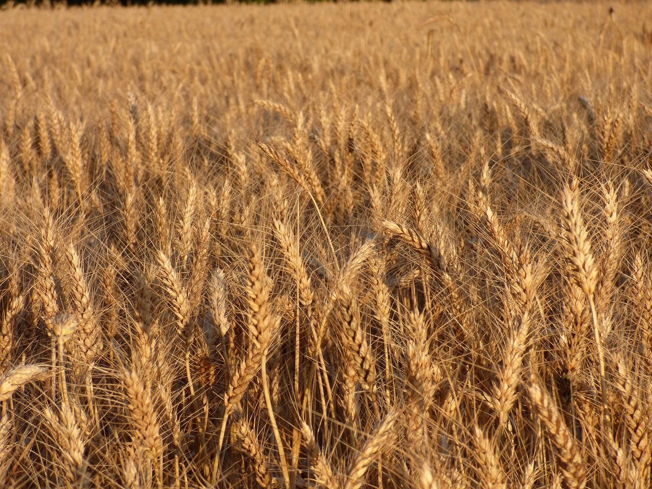 cereals durum wheat field free photo