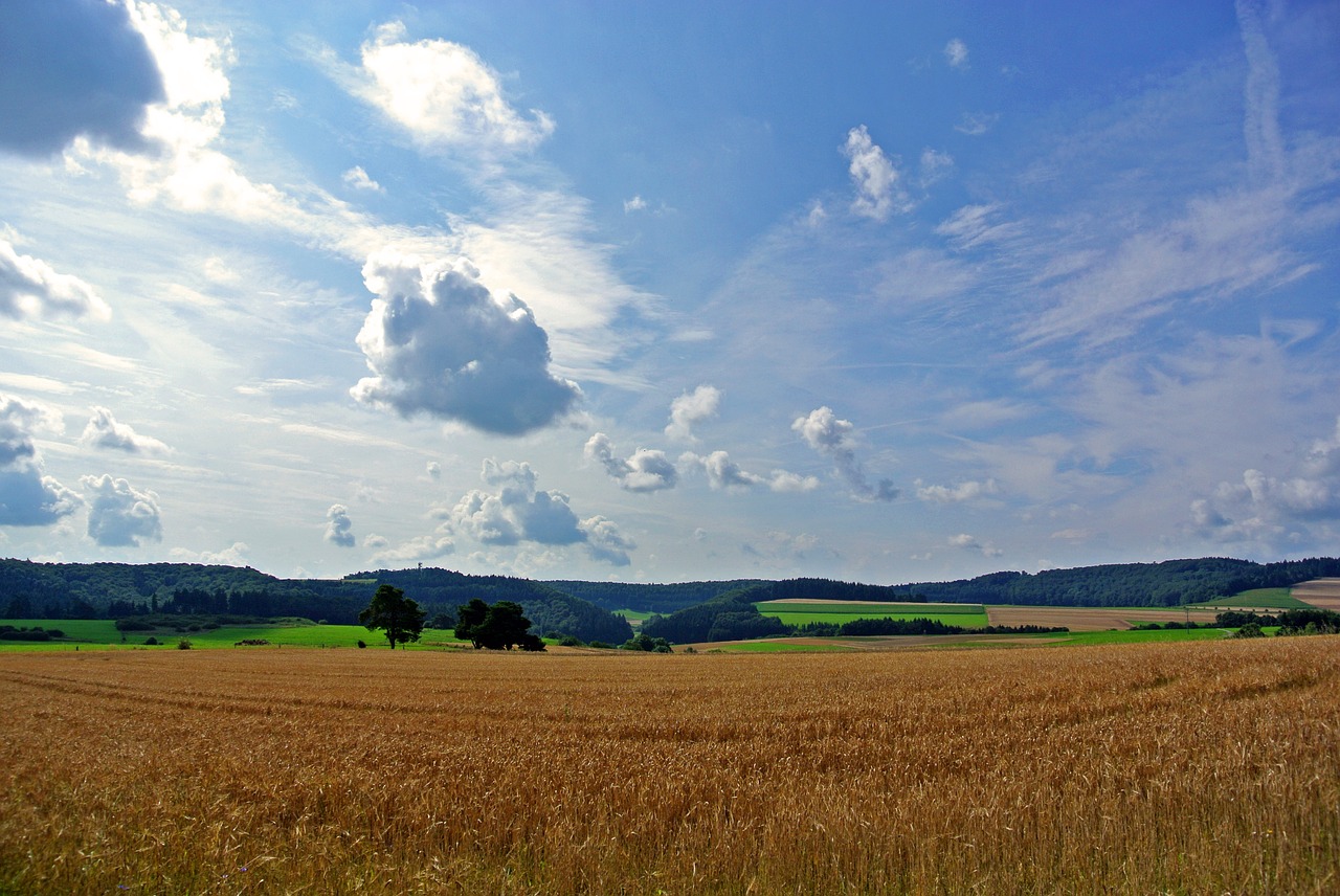 cereals fields clouds free photo