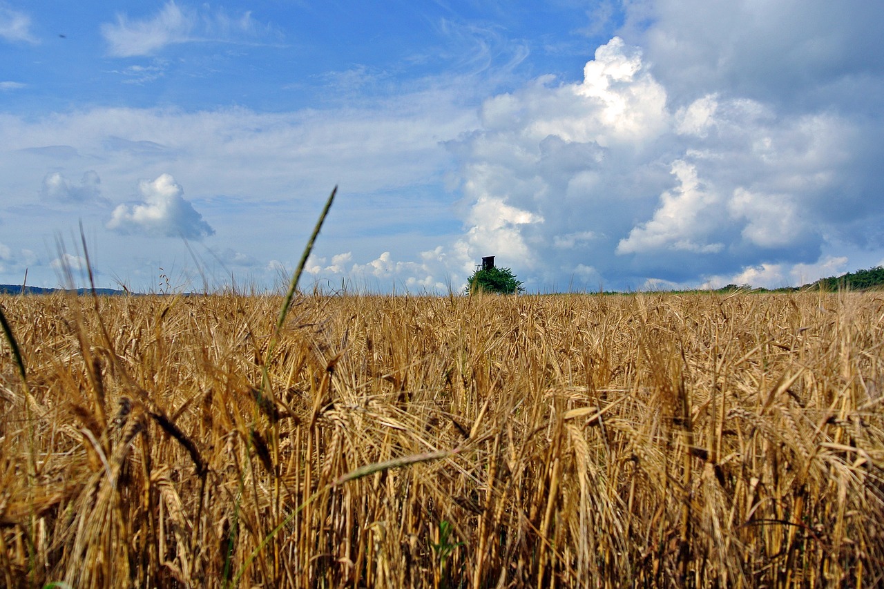 cereals fields clouds free photo