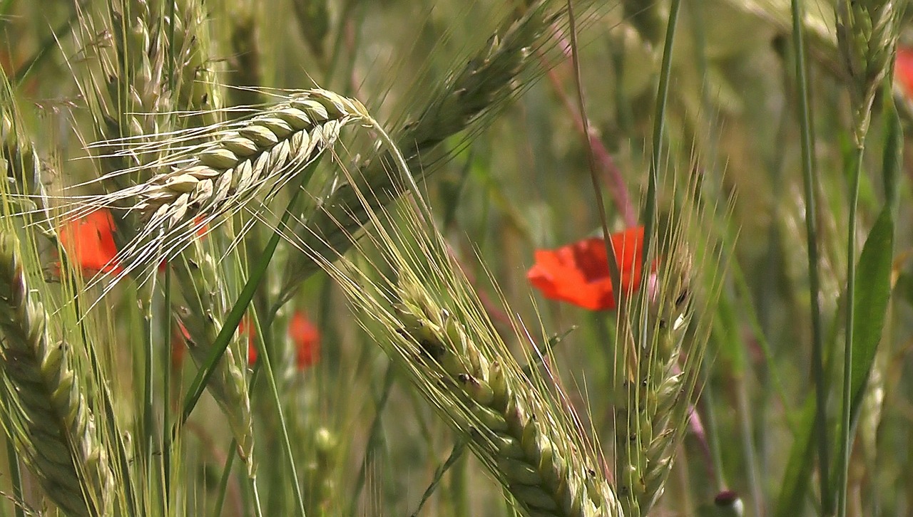 cereals spike wheat free photo