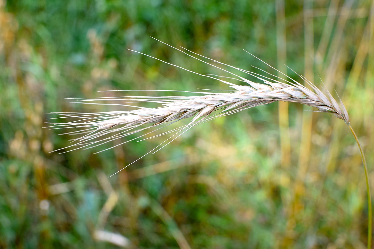 cereals grain ear free photo