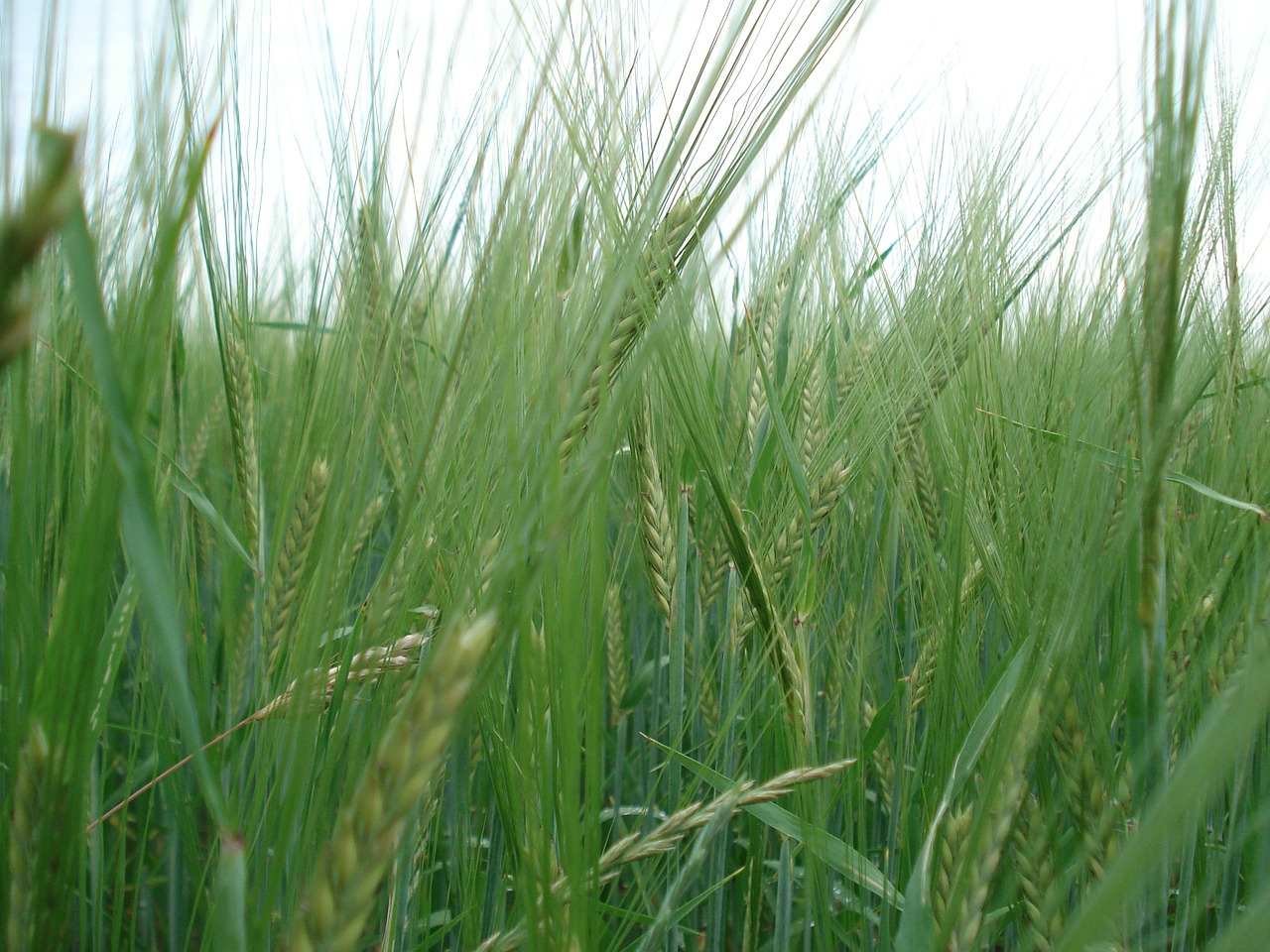 cereals rye wheat free photo