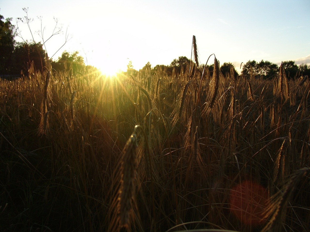 cereals sunset nutrition free photo