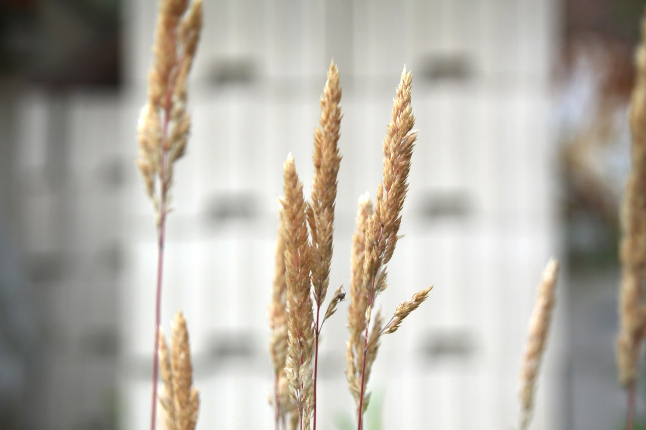 cereals macro close free photo