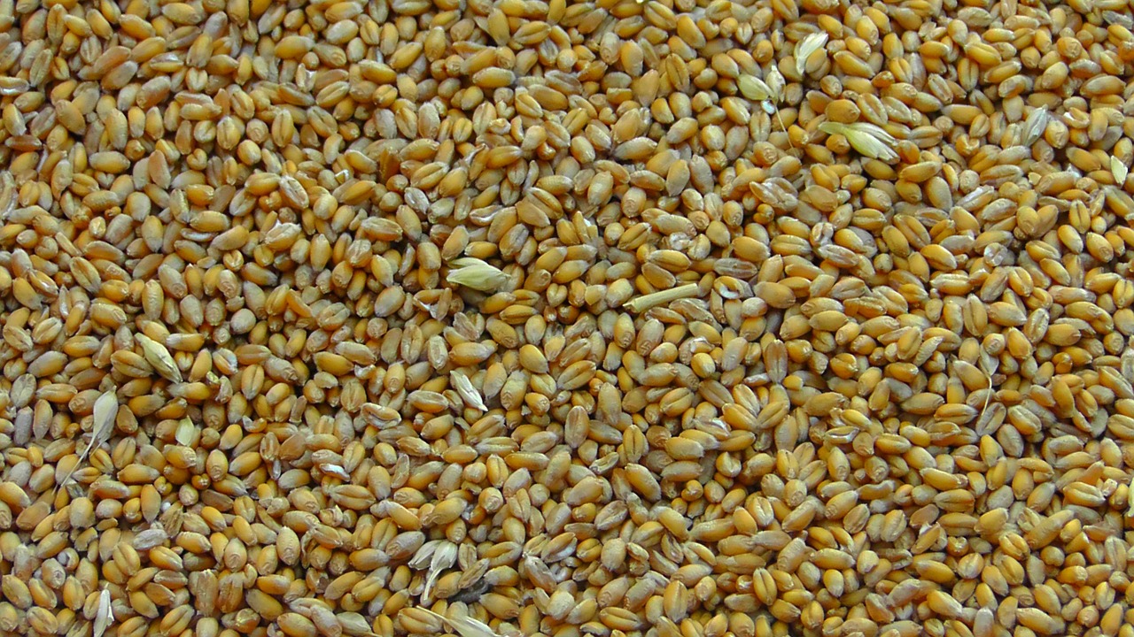cereals cereal grains wheat free photo
