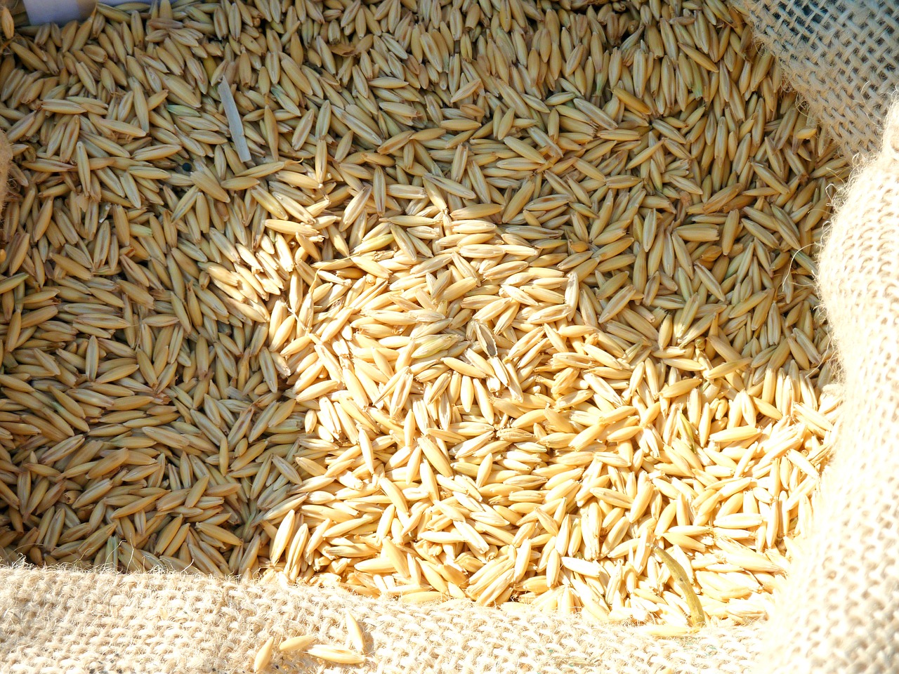 cereals grain wheat free photo