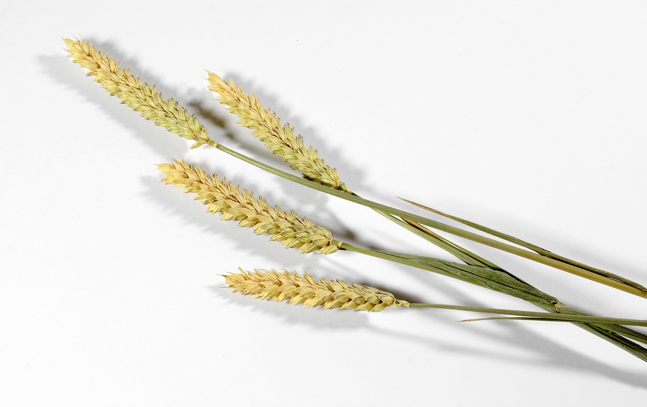 cereals wheat campaign free photo