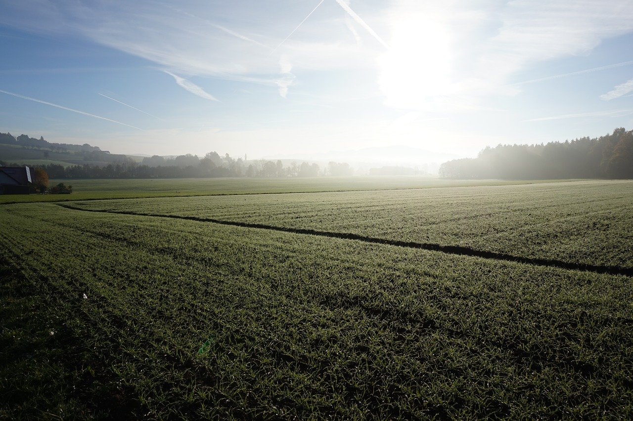 cereals wheat meadow free photo