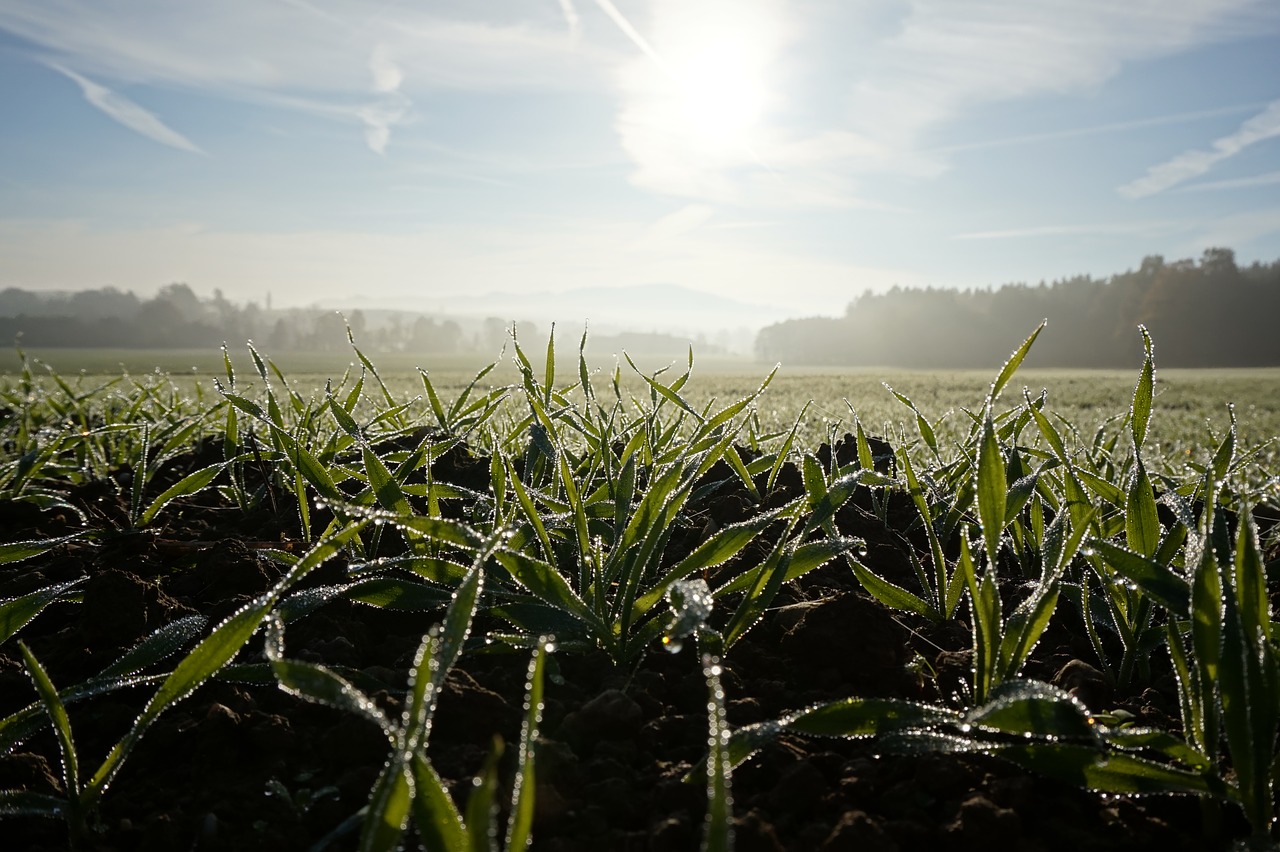 cereals wheat meadow free photo