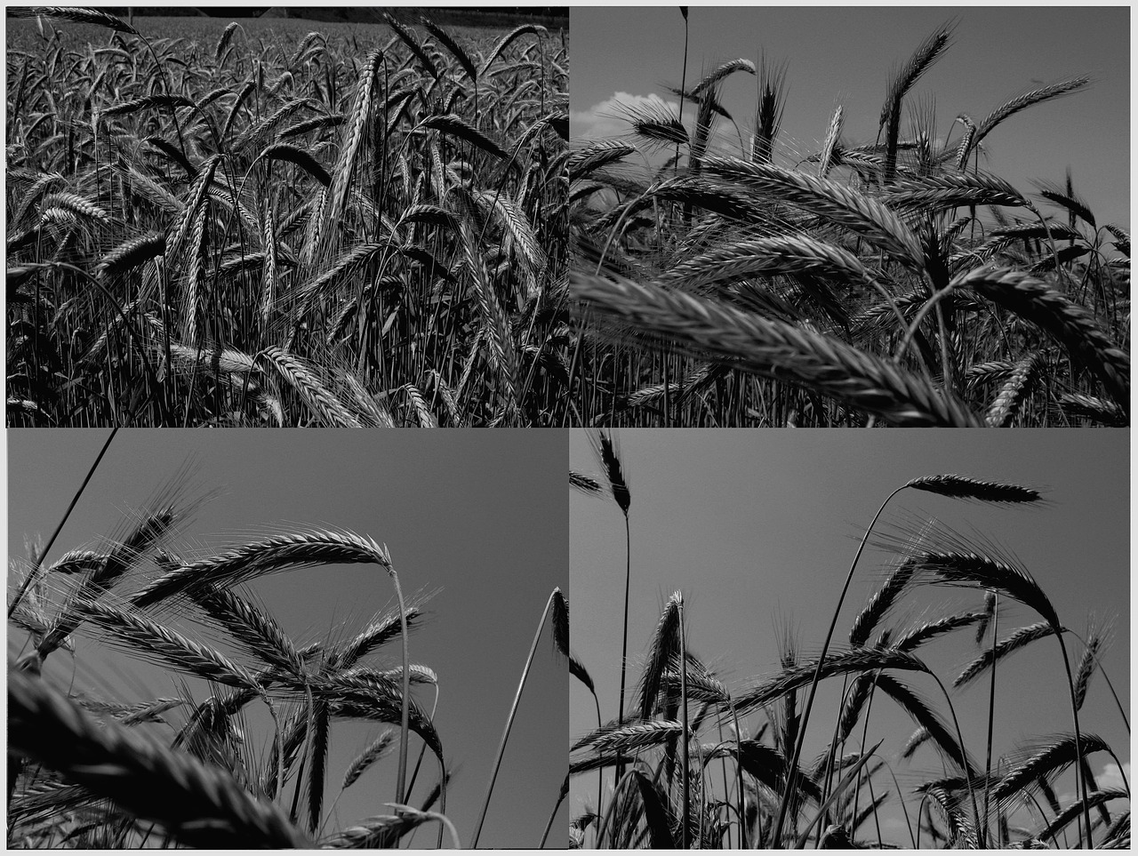 cereals wheat grain free photo