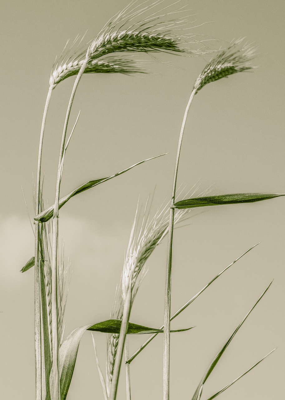 cereals barley agriculture free photo