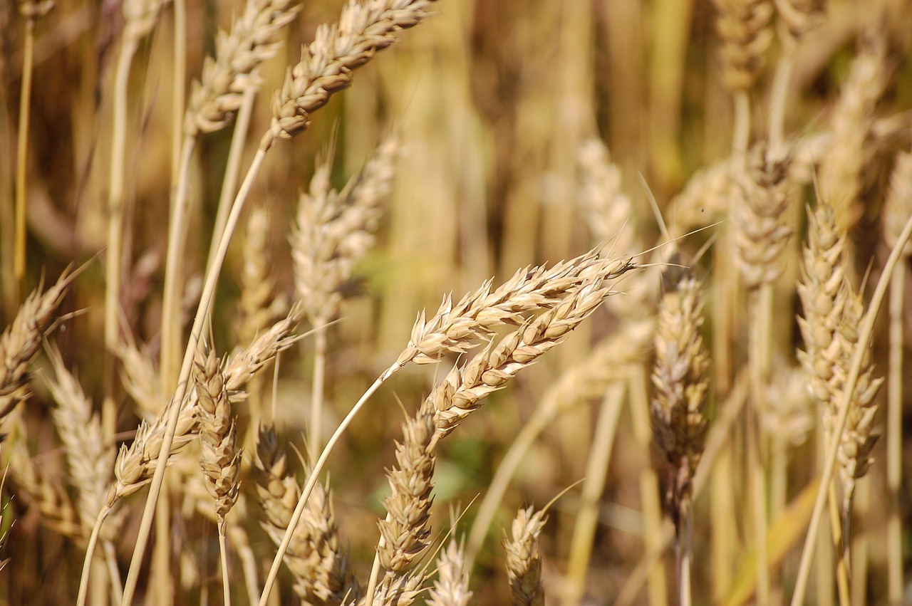 cereals grain nature free photo