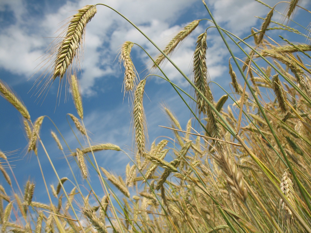 cereals wheat agriculture free photo