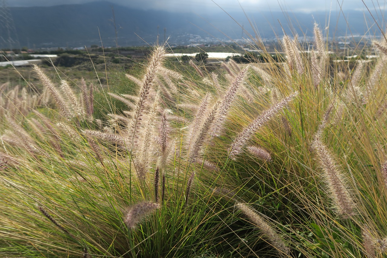 cereals sky nature free photo