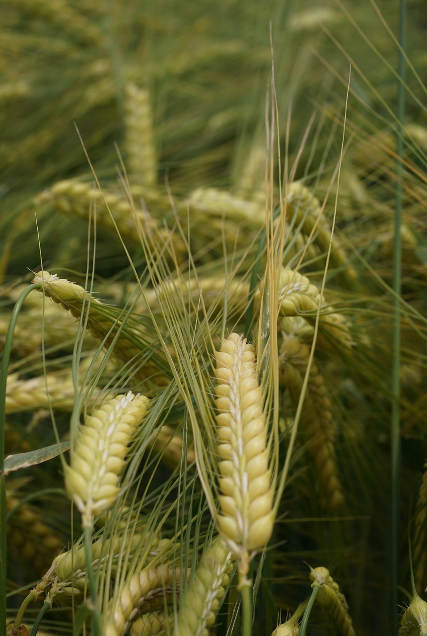 cereals nature agriculture free photo
