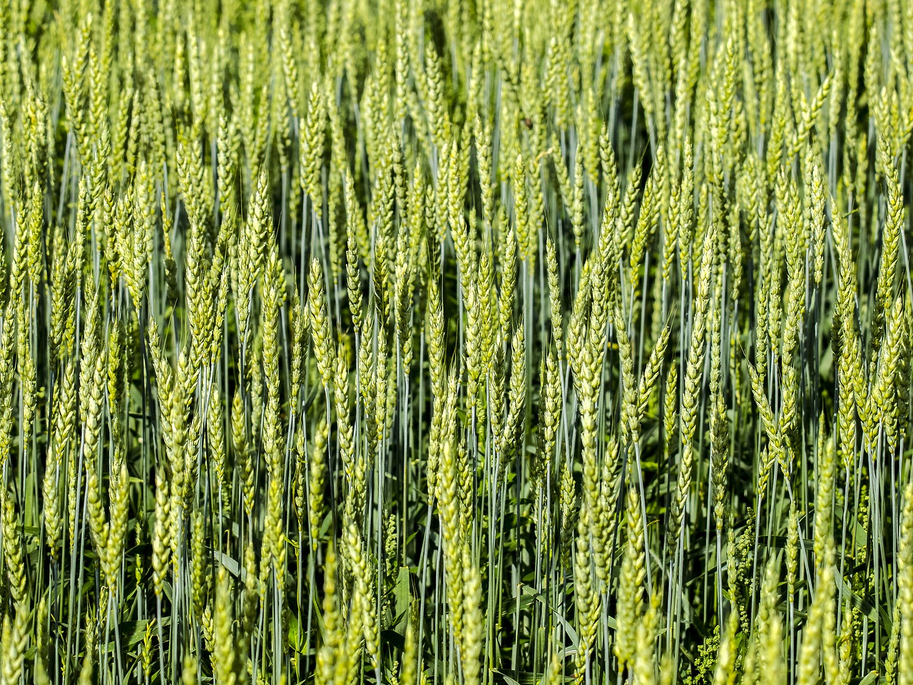 cereals field cornfield free photo