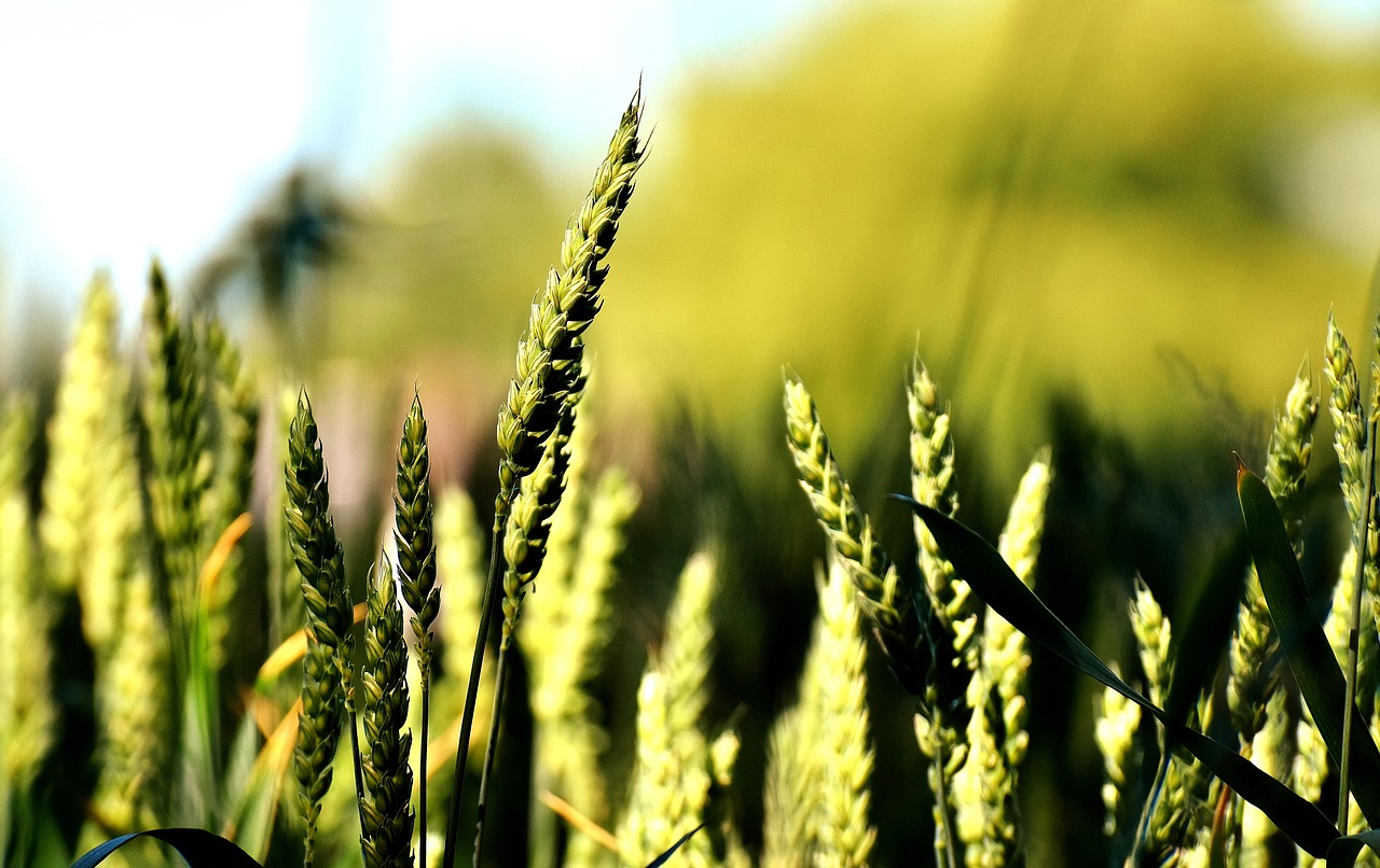 cereals field nature free photo