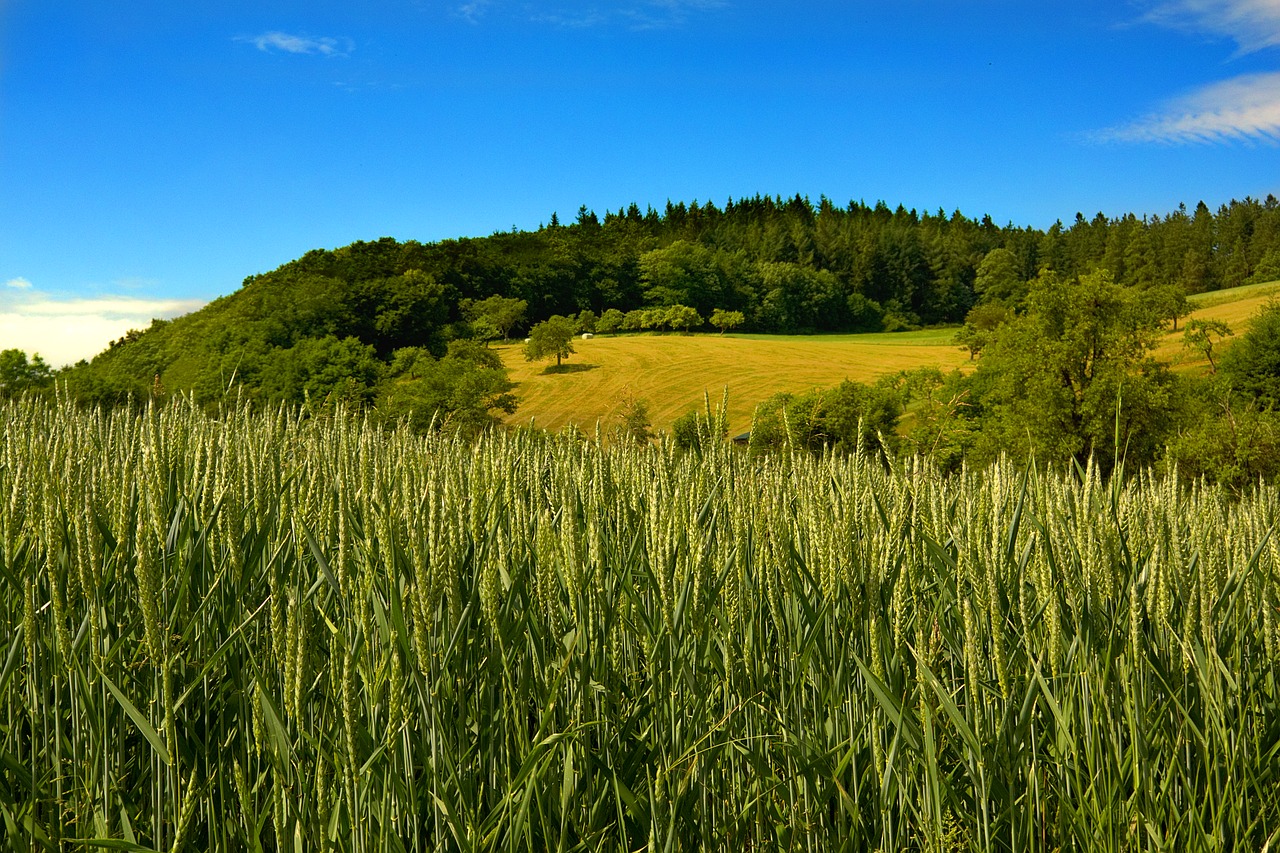 cereals fields sky free photo