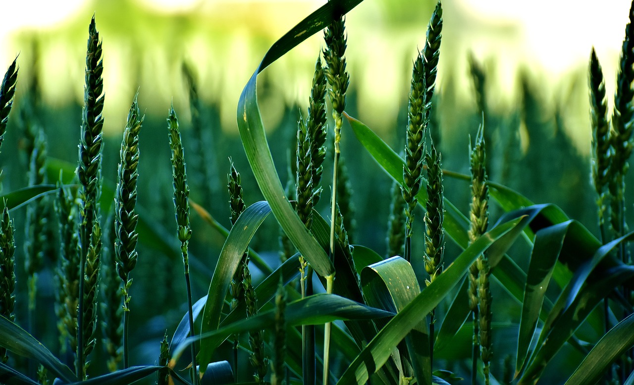 cereals field nature free photo