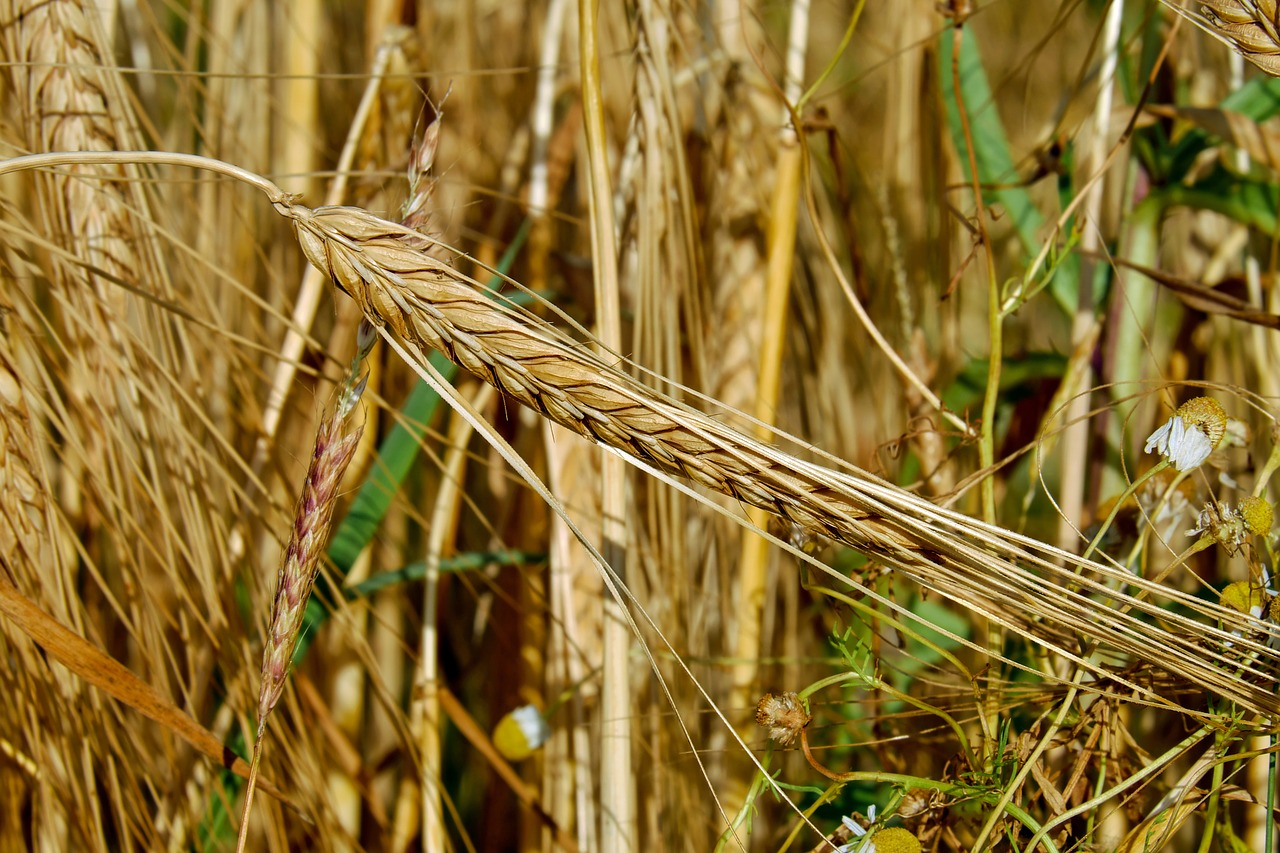 cereals rye ear free photo