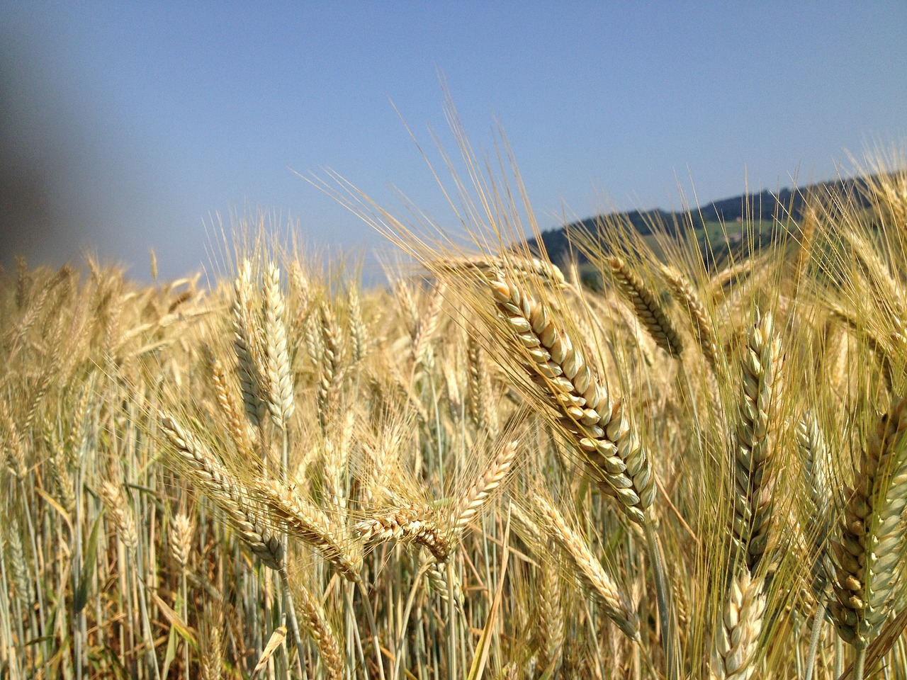 cereals grain field free photo