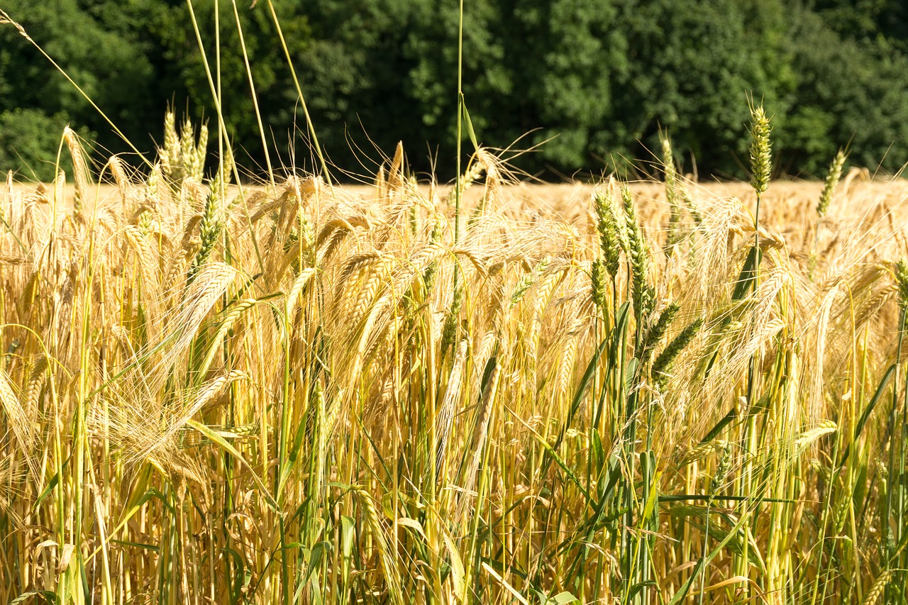 cereals field bauer free photo