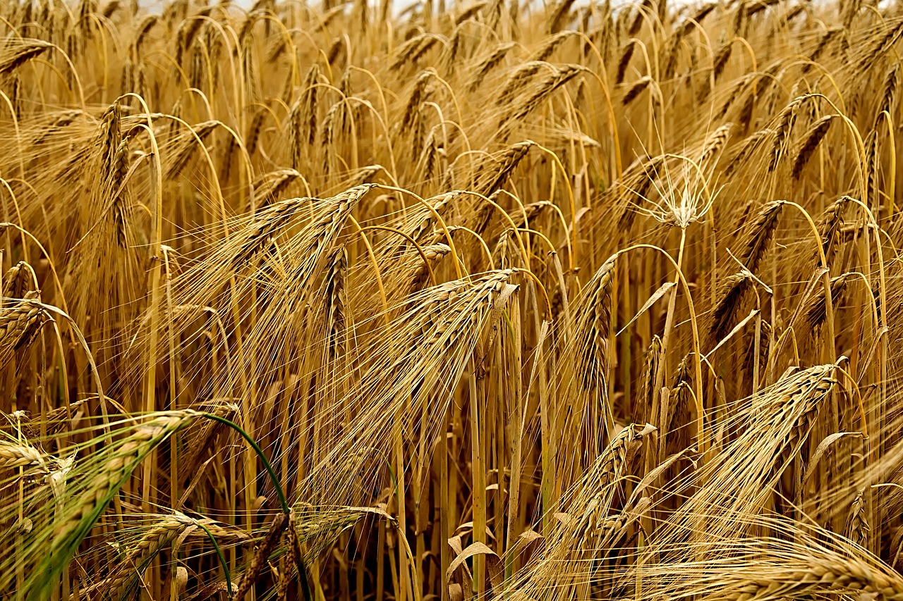 cereals field barley free photo