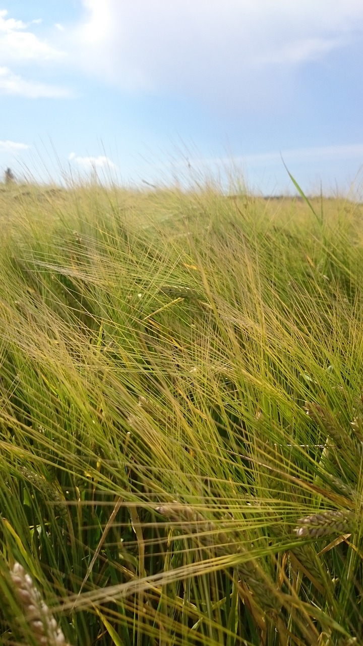 cereals wheat field free photo