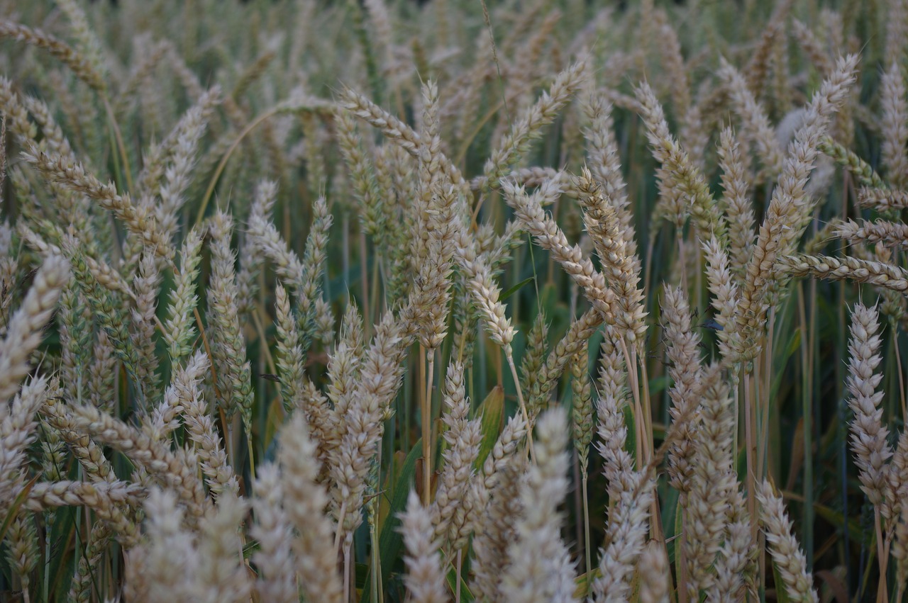 cereals grain field free photo