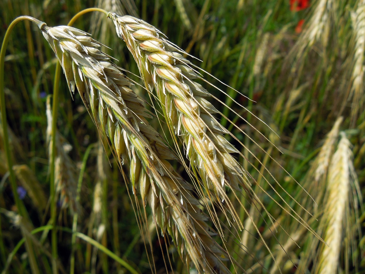 cereals field spike grain free photo