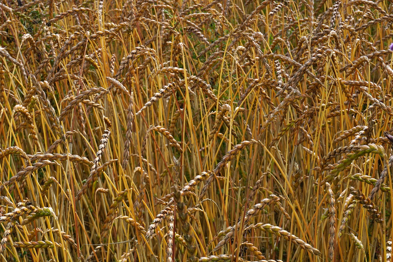 cereals spike wheat field free photo