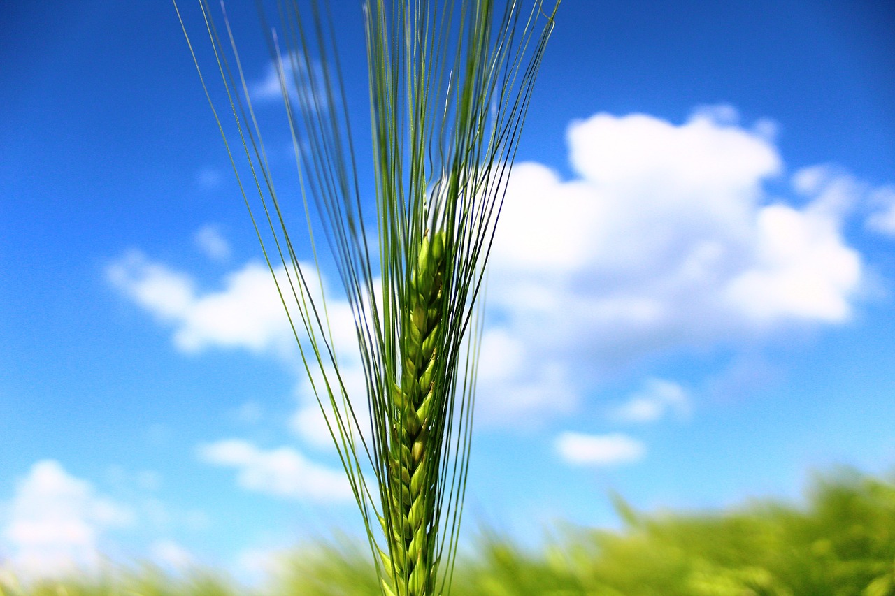 cereals barley field free photo