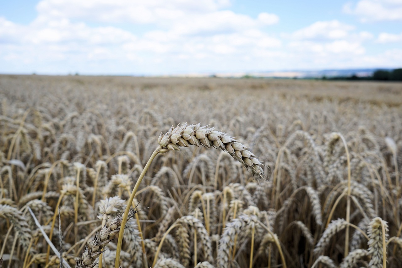 cereals grain spike free photo