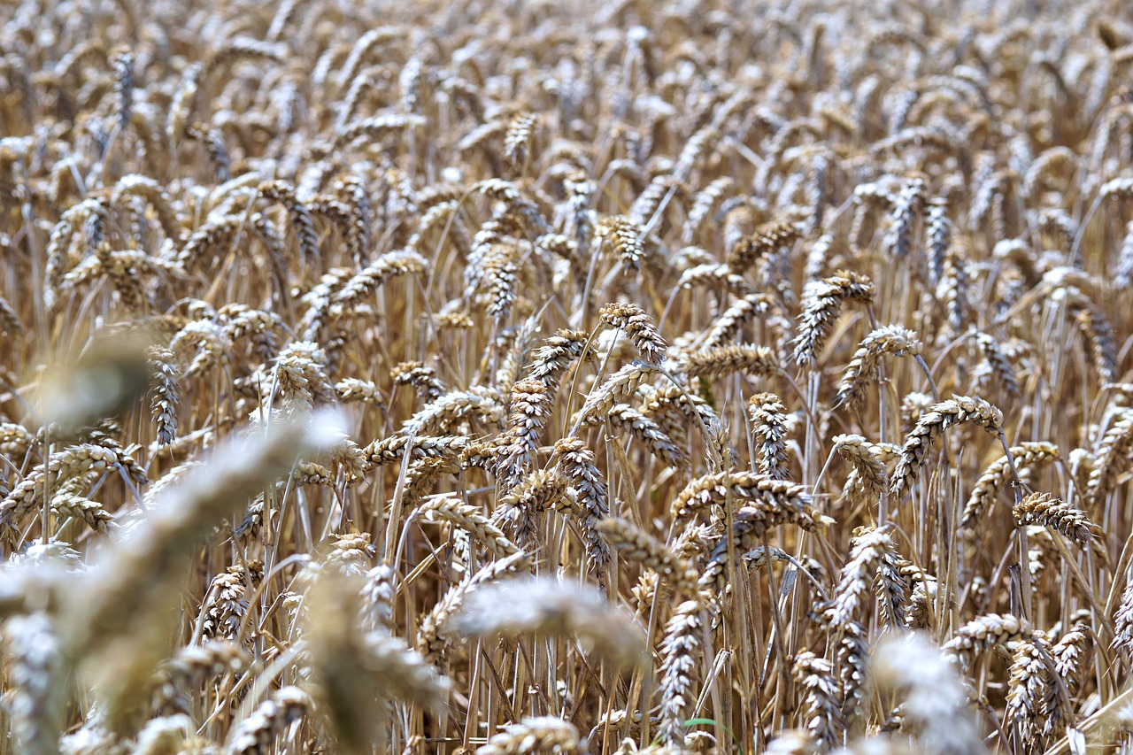 cereals grain spike free photo