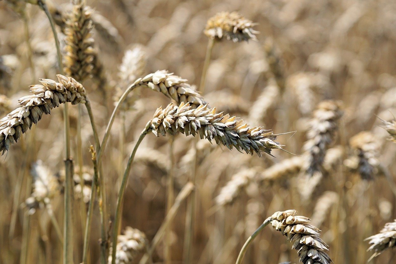 cereals grain spike free photo
