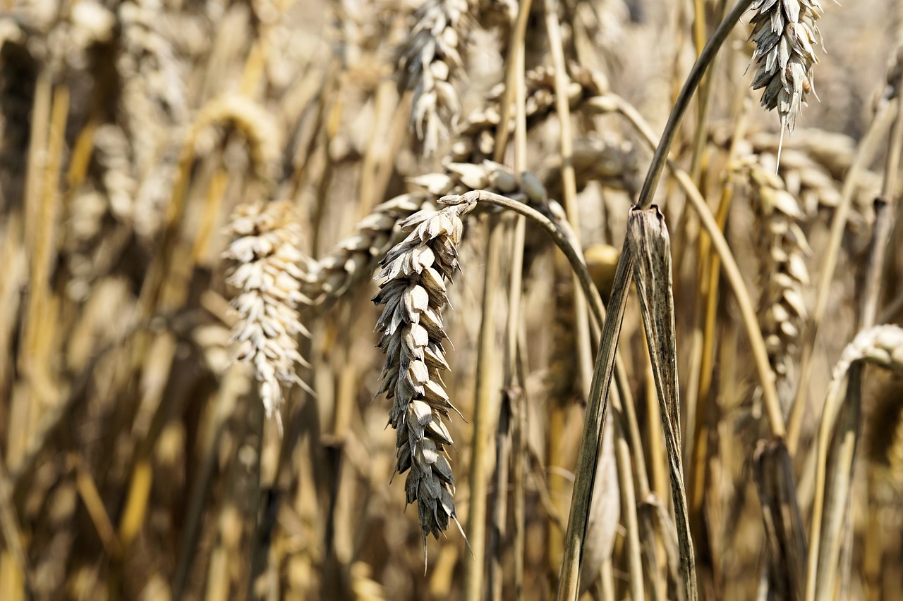 cereals grain spike free photo