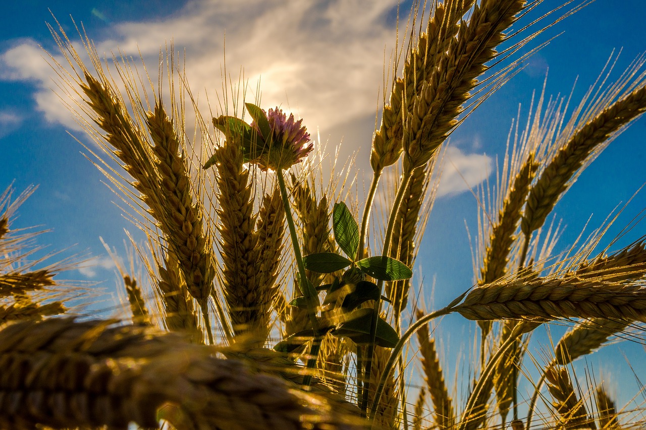 cereals flower summer free photo