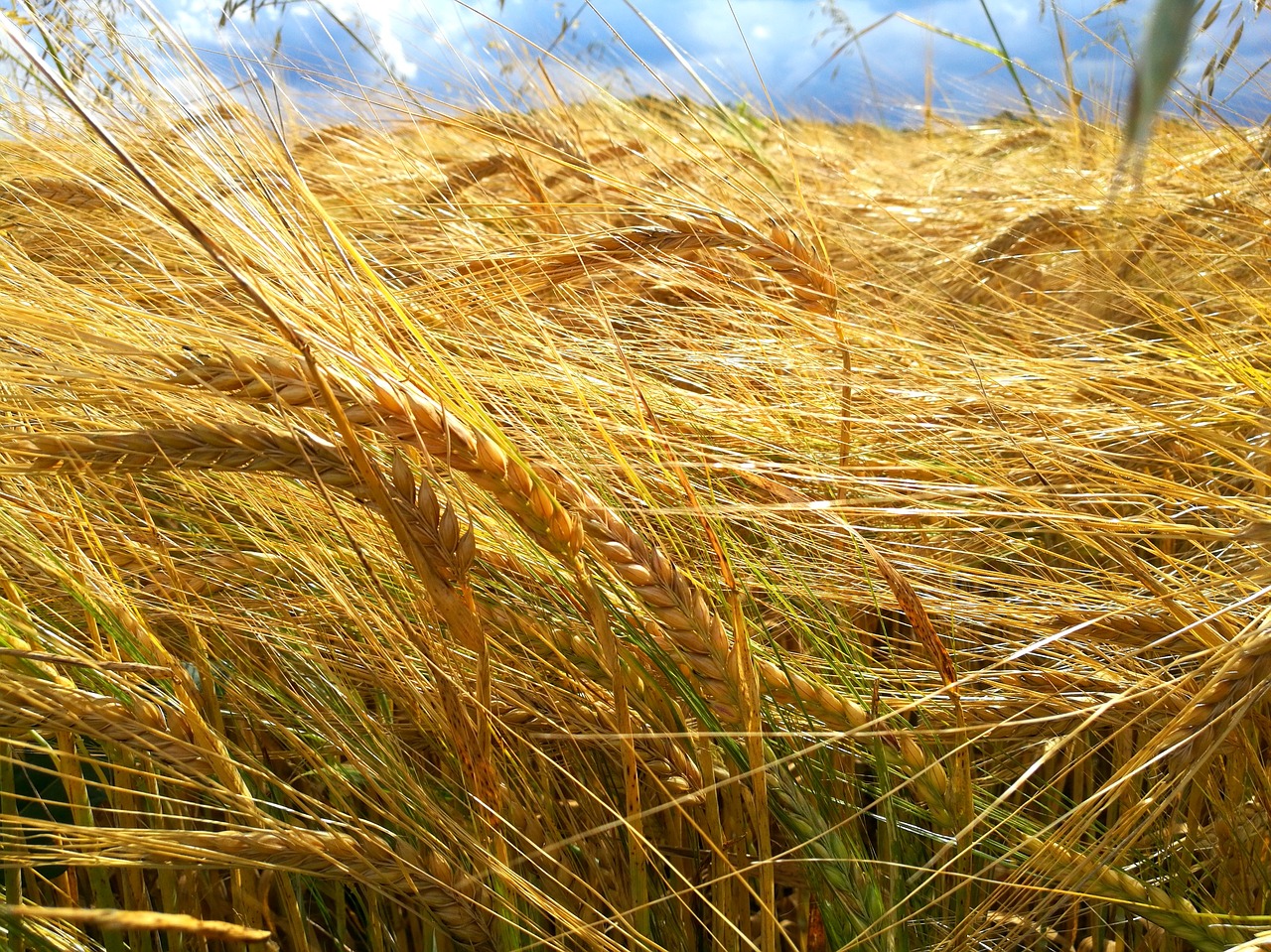 cereals field harvest free photo