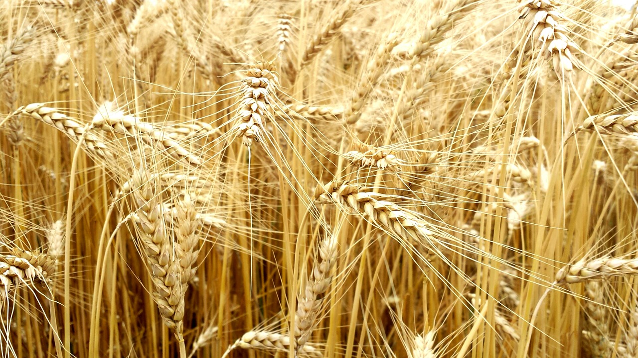 cereals full value wheat free photo