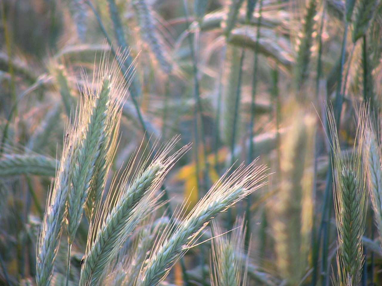 cereals grain field free photo