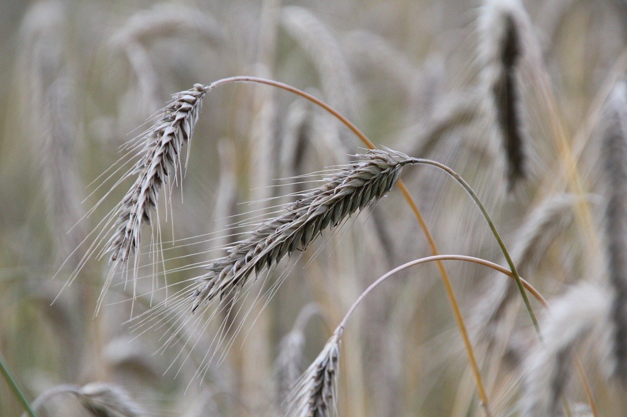 cereals barley rye free photo