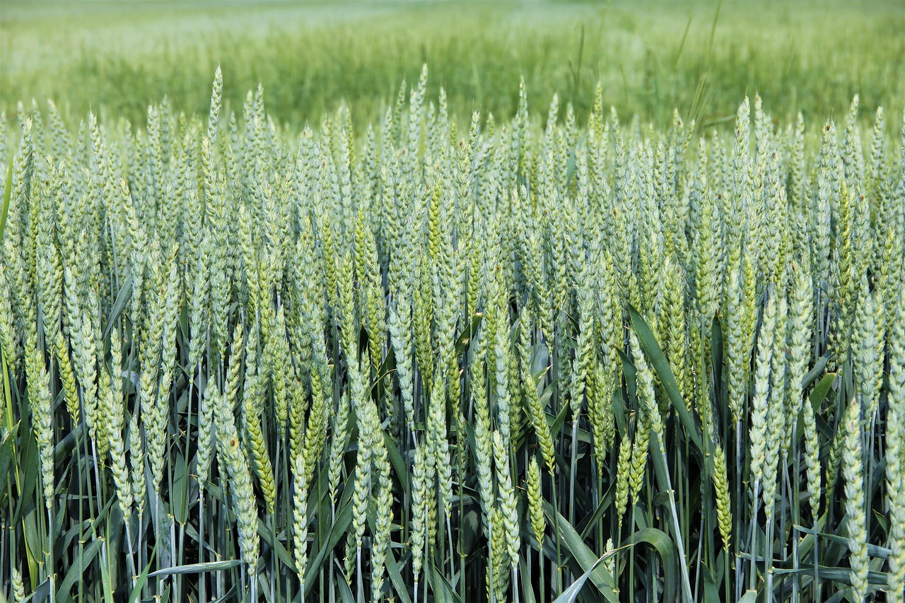 cereals wheat graze free photo