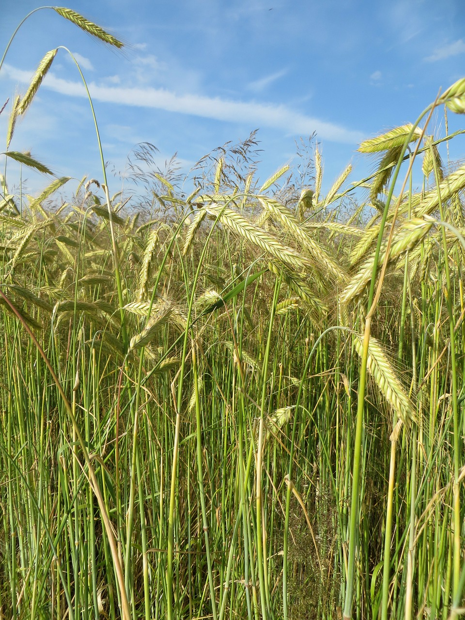 cereals field agriculture free photo