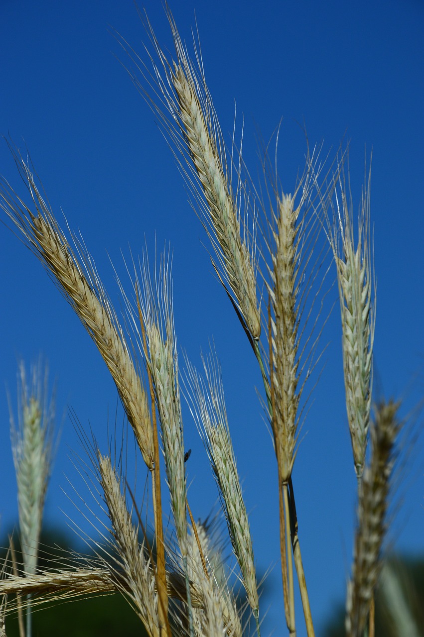 cereals  wheat  ear free photo