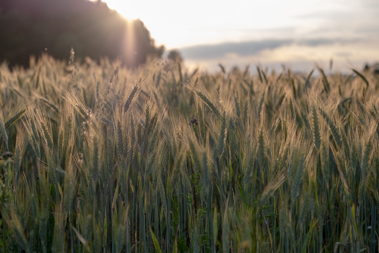 cereals  barley  wheat free photo
