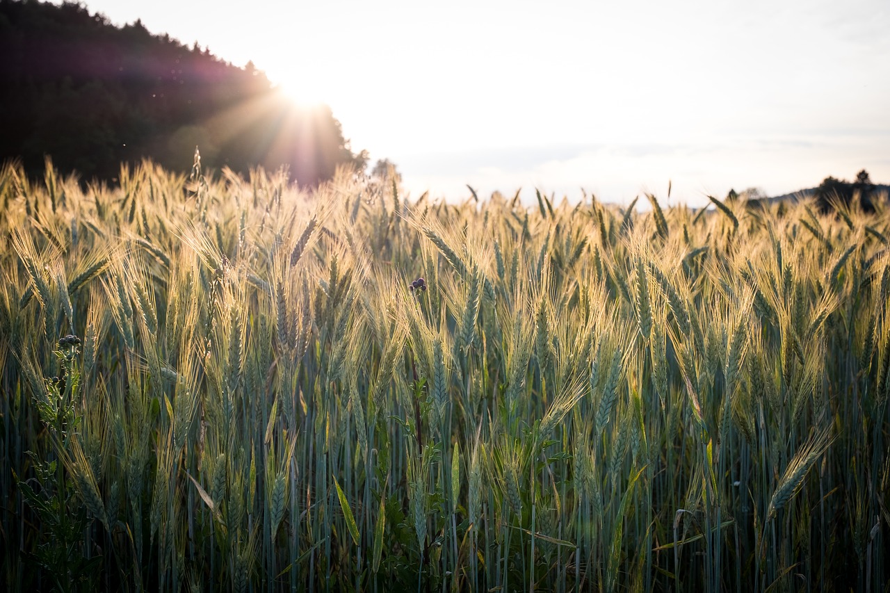 cereals  barley  wheat free photo