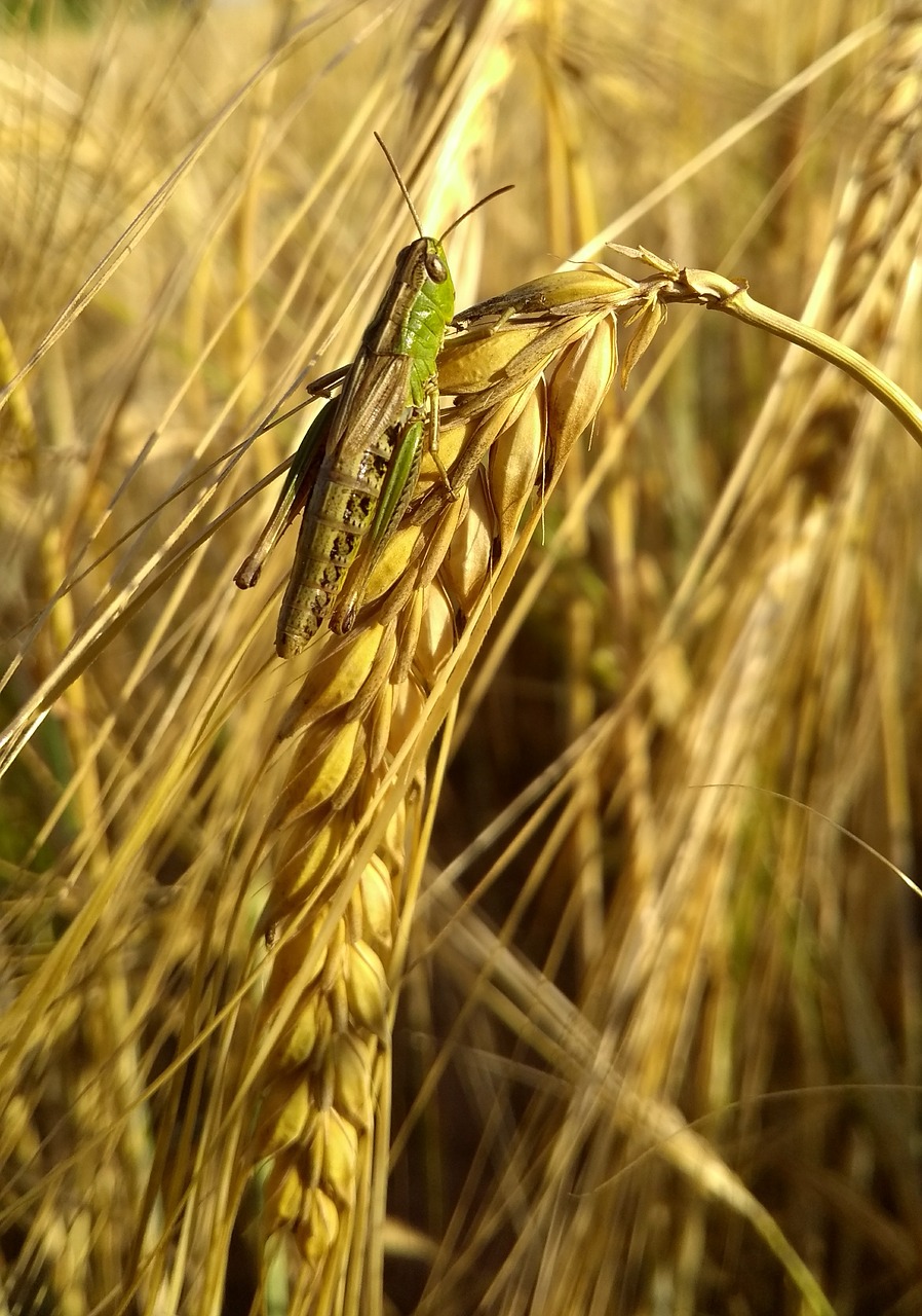 cereals  wheat  rural free photo