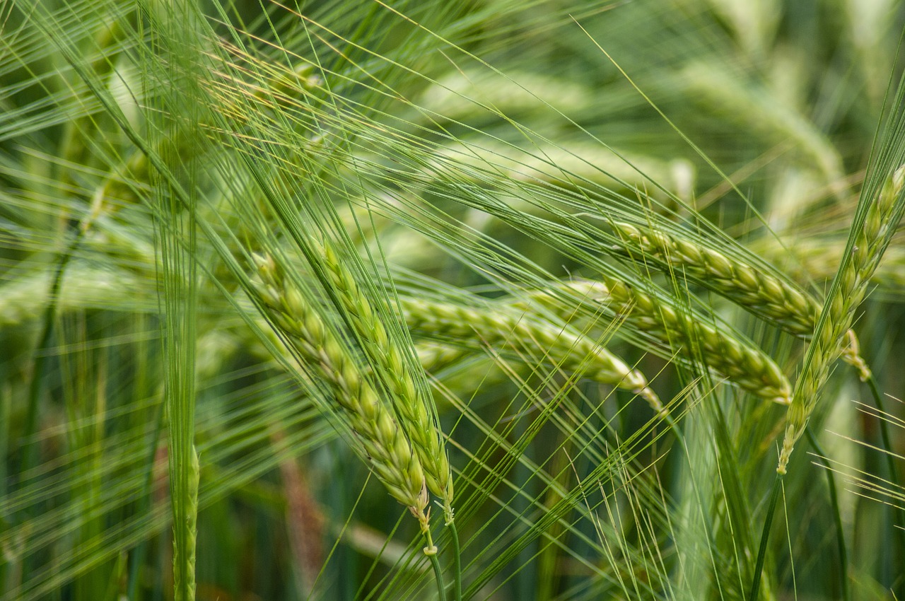 cereals  grain  field free photo