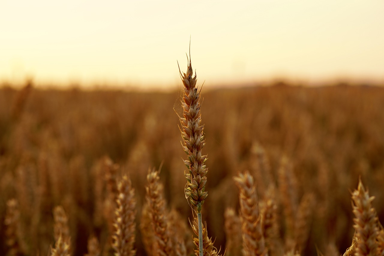 cereals  wheat  nature free photo