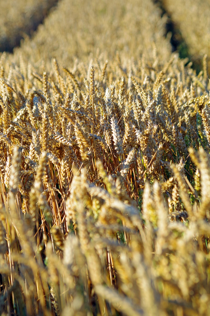 cereals  barley  nature free photo
